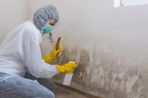 Best Mold Testing and Inspection Services in USA